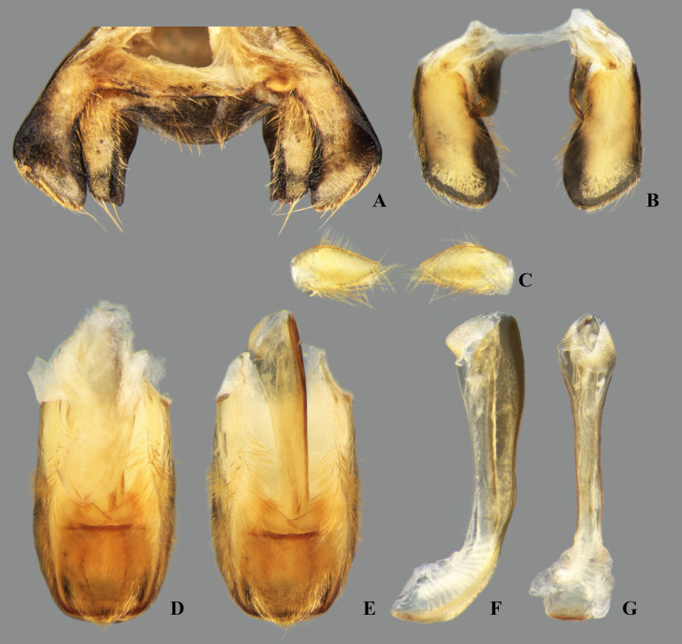 Fig 27