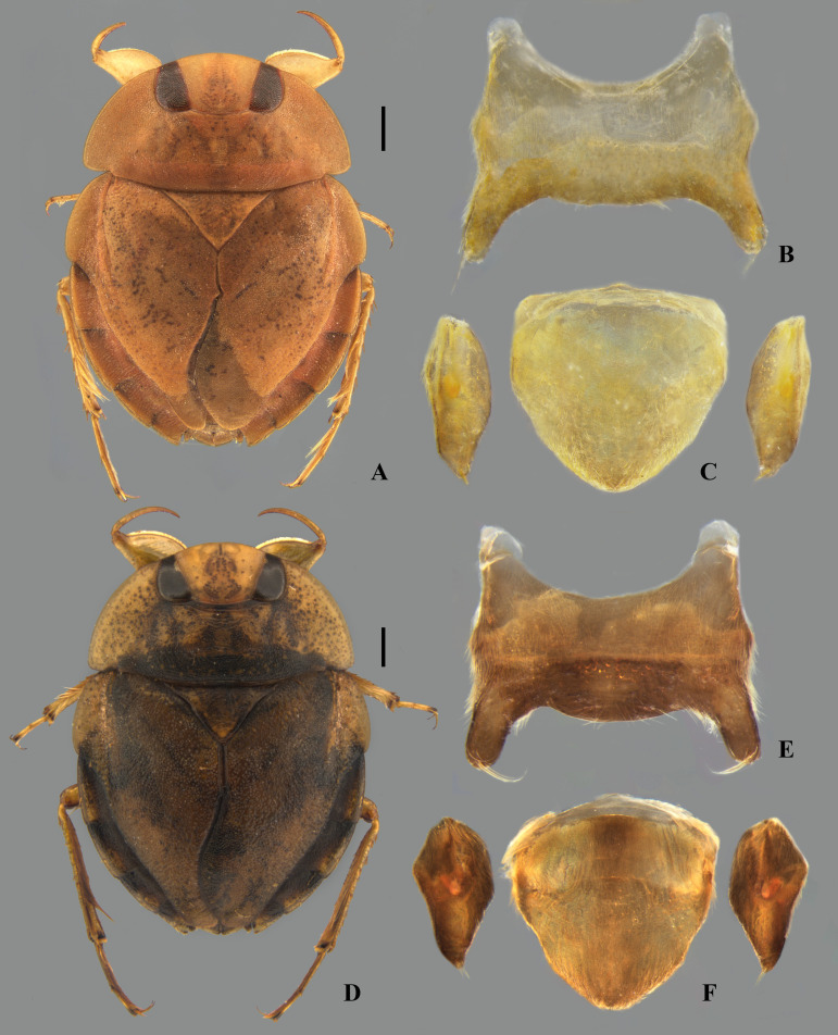 Fig 30