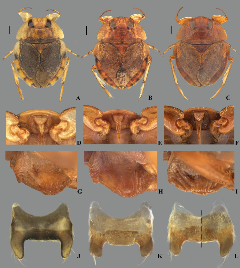 Fig 31