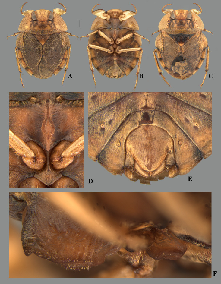 Fig 33