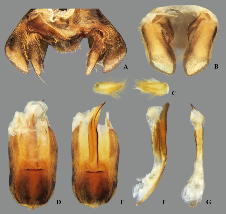 Fig 35