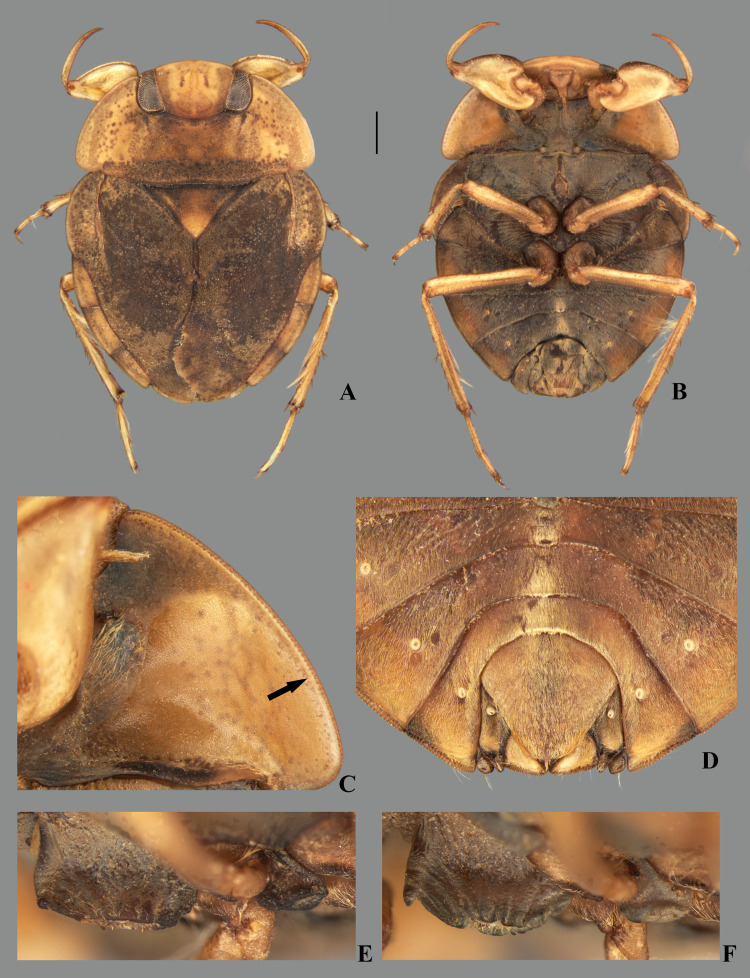 Fig 36
