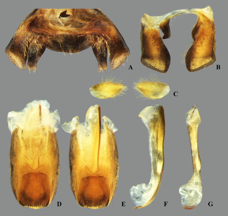 Fig 38
