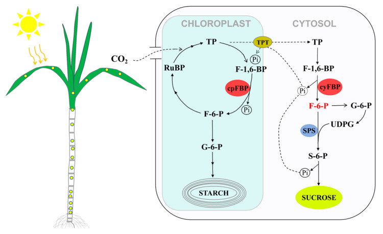 Figure 11