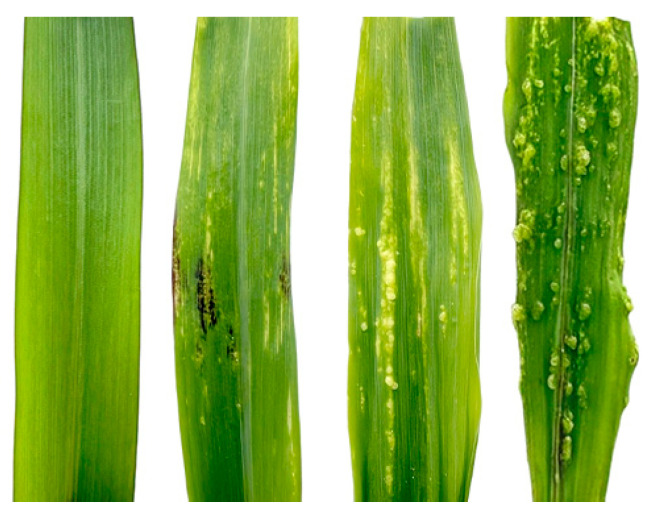 Figure 11