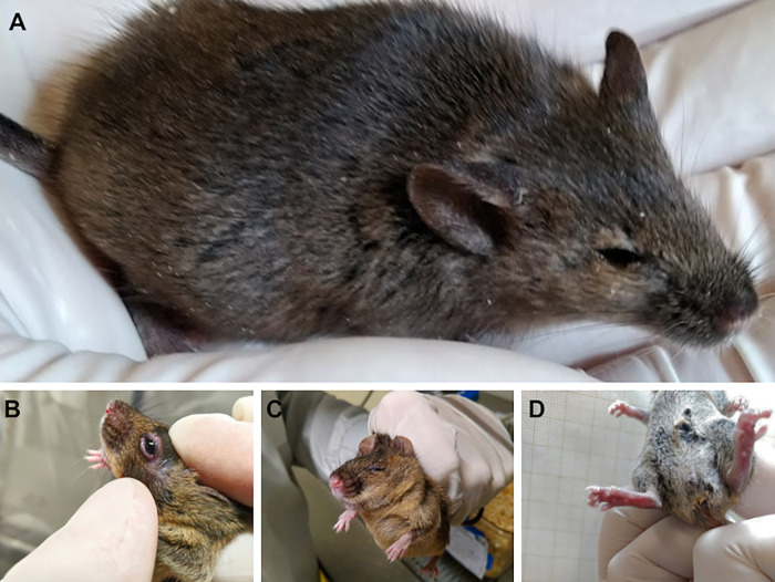 Fig 3