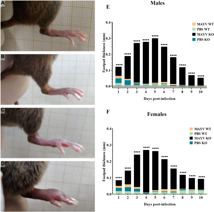 Fig 4