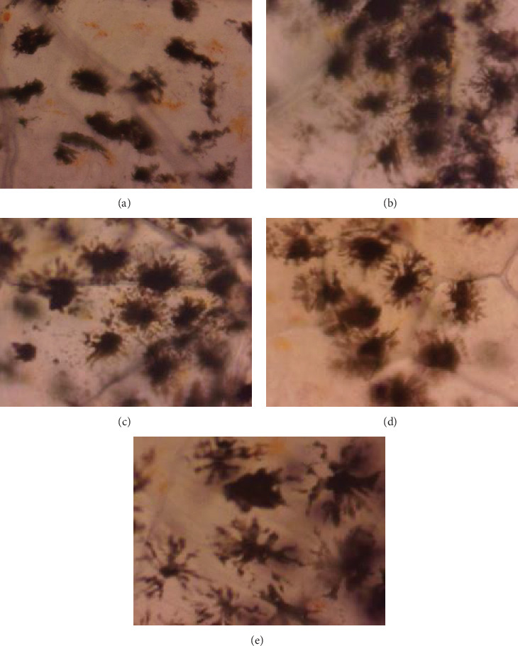 Figure 7