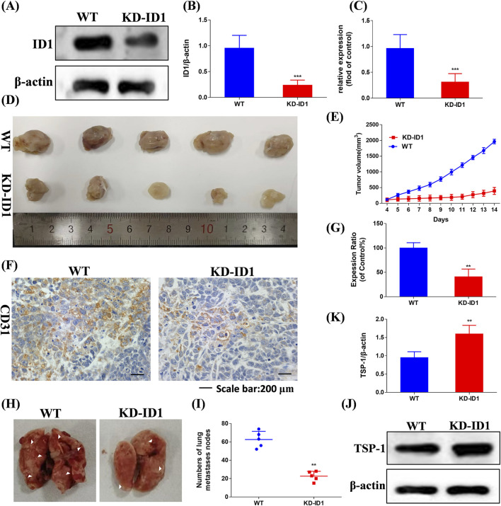 Figure 34