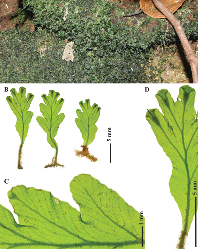 Figure 5