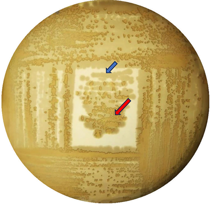 Fig 1