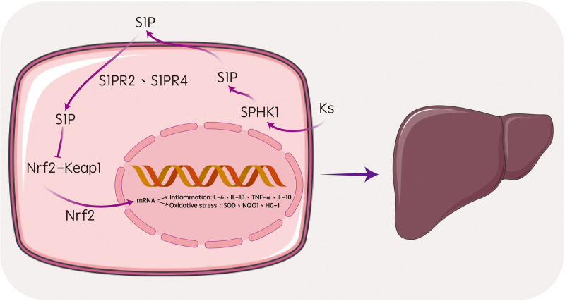 Fig 7