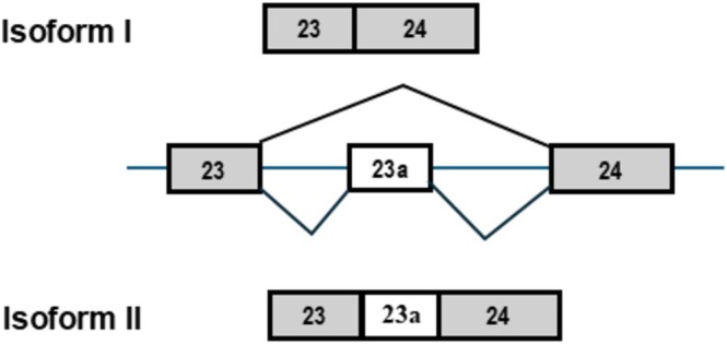 FIGURE 1