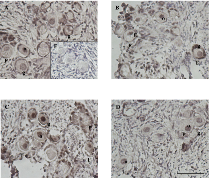 Figure 5