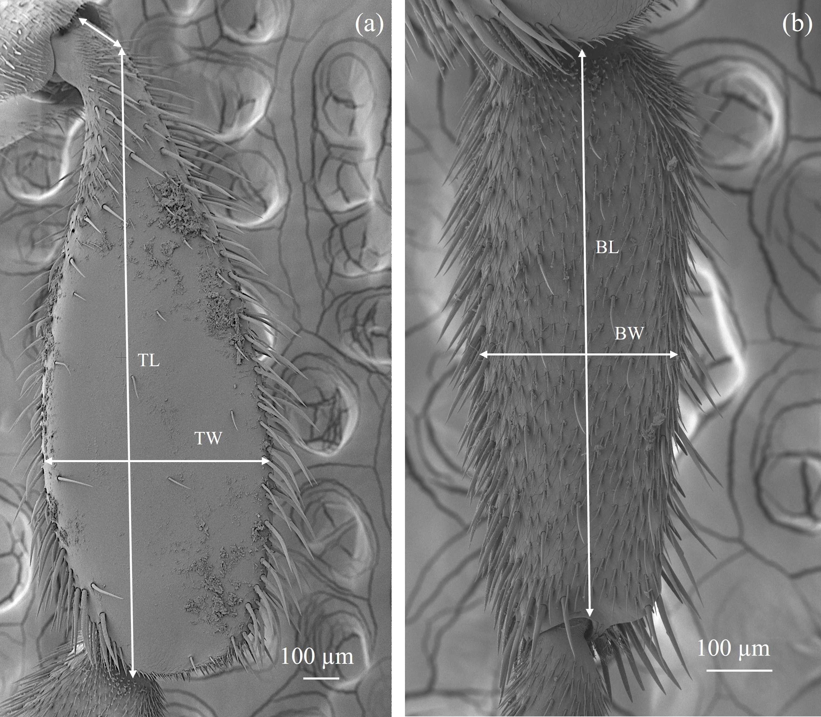 Figure 17