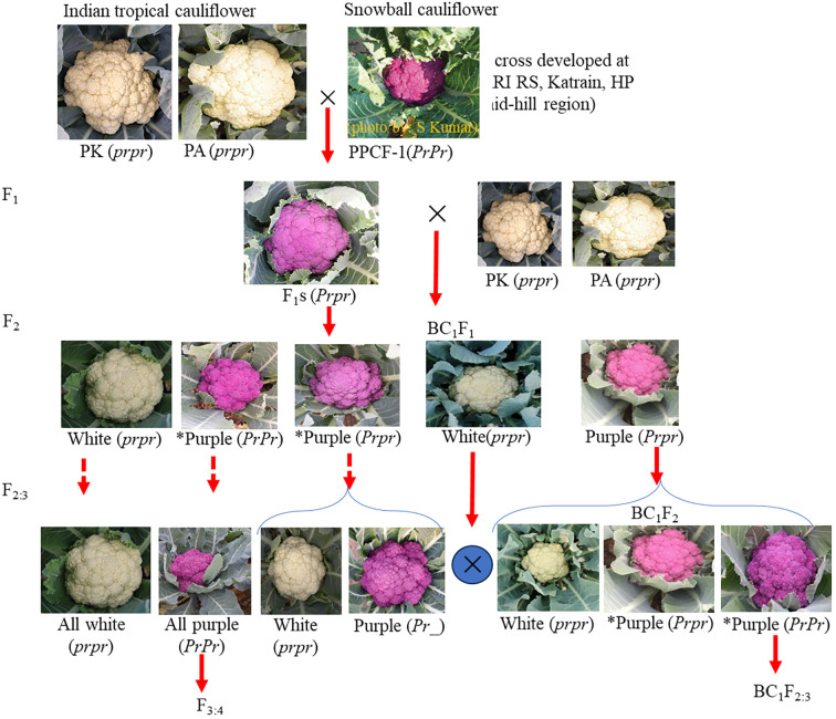 Figure 1