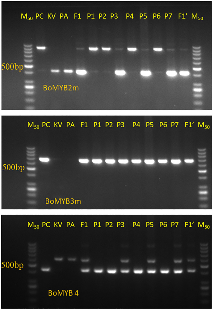 Figure 3