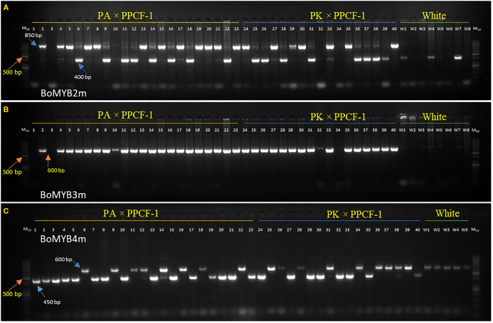 Figure 4