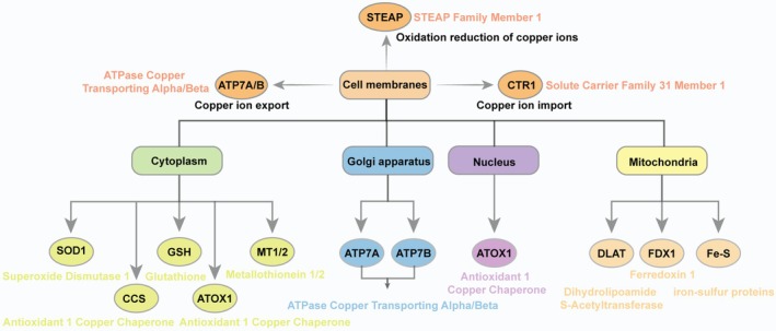 FIGURE 4