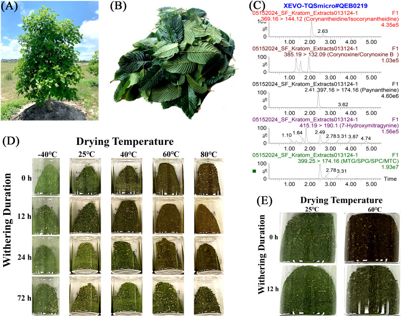 Figure 1