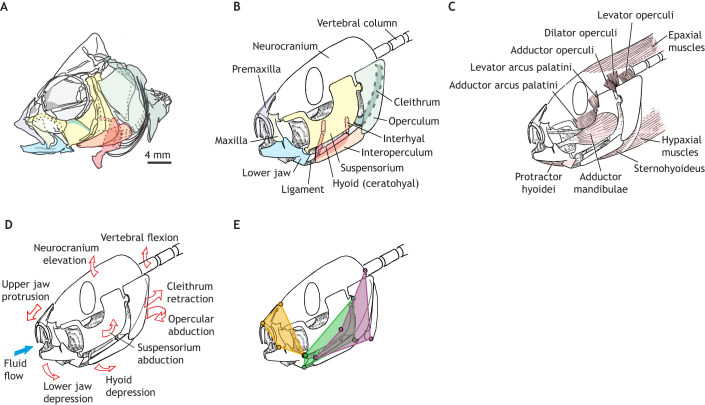 Fig. 2