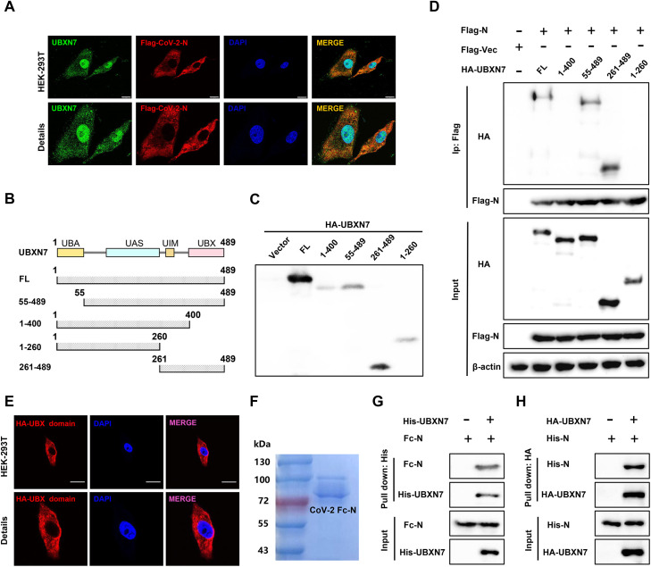 Fig 4