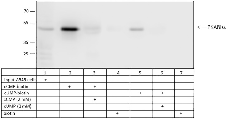 Fig 5