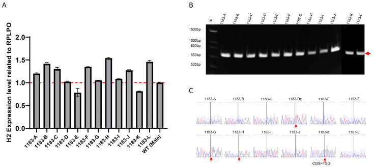 Figure 2