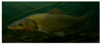 Figure 12