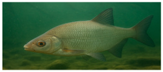 Figure 13