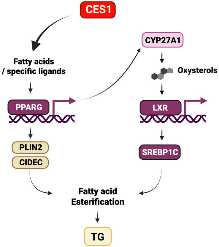 Figure 10