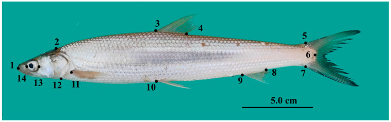 Figure 2