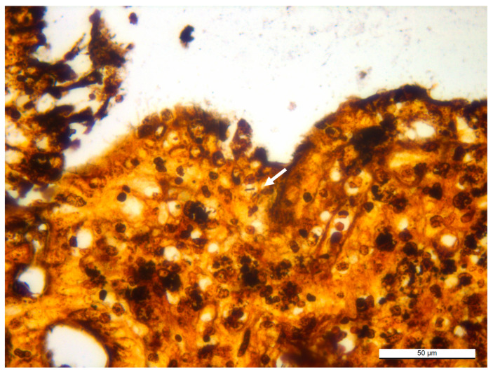 Figure 6
