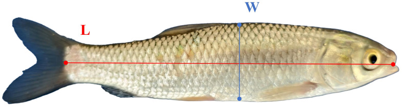 Figure 10