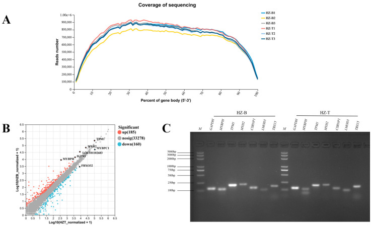 Figure 7