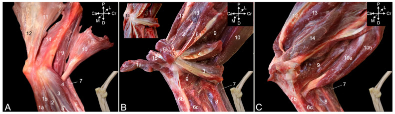 Figure 11