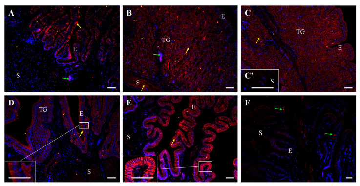 Figure 10