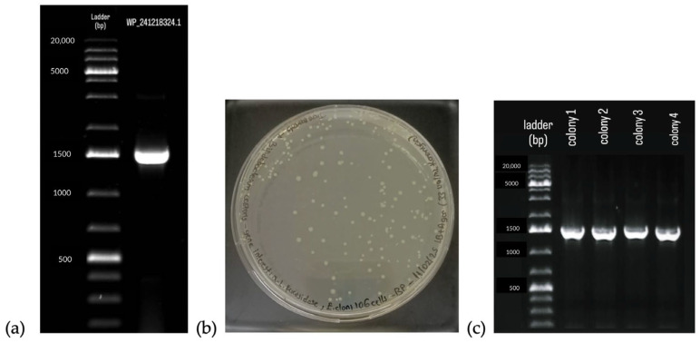 Figure 7