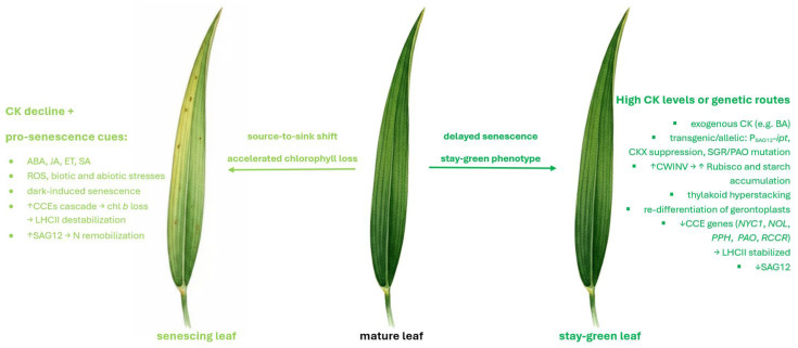 Figure 18