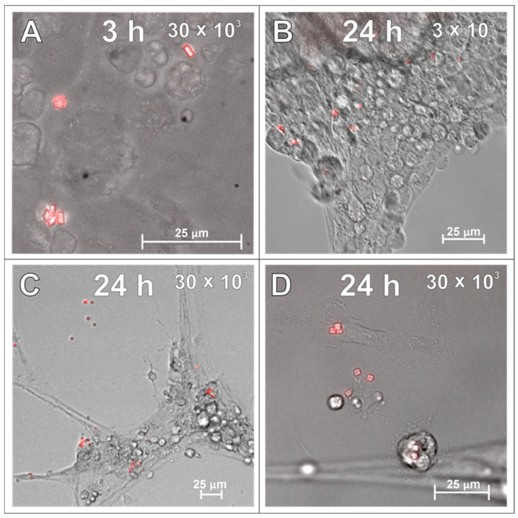 Figure 6