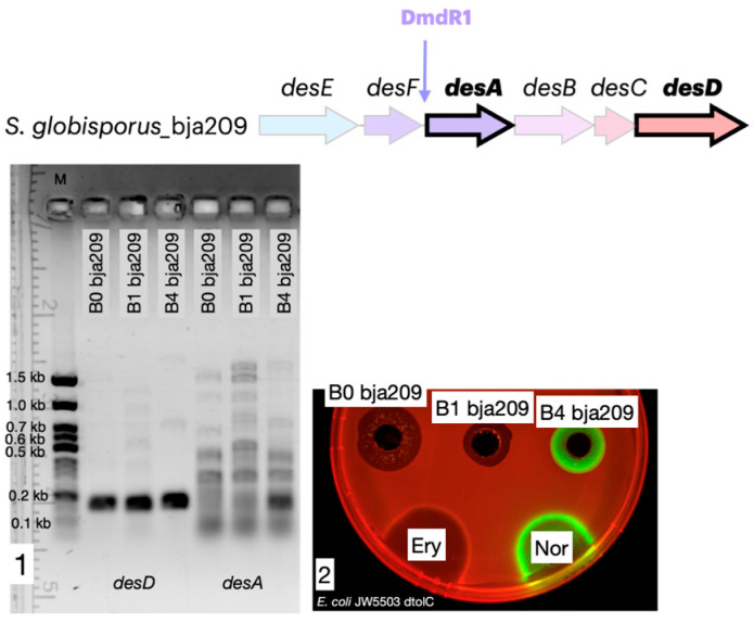 Figure 5