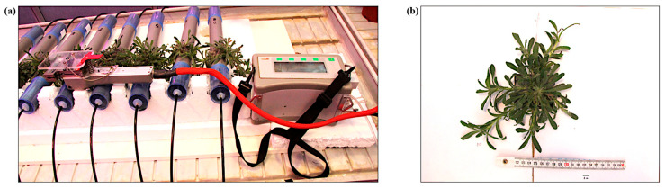 Figure 11