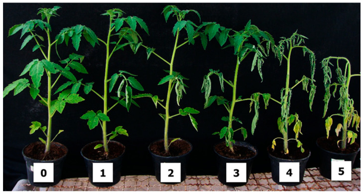 Figure 6