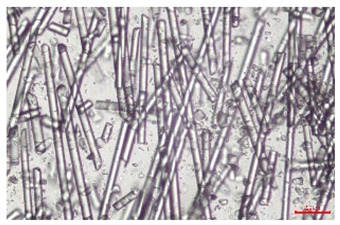 Figure 24