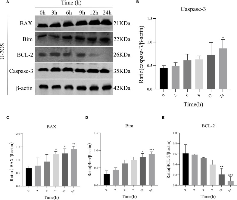 Figure 4