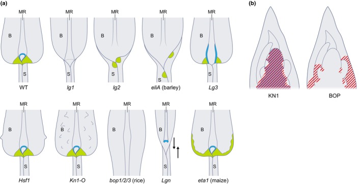 Fig. 5