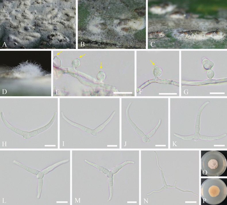 Figure 10