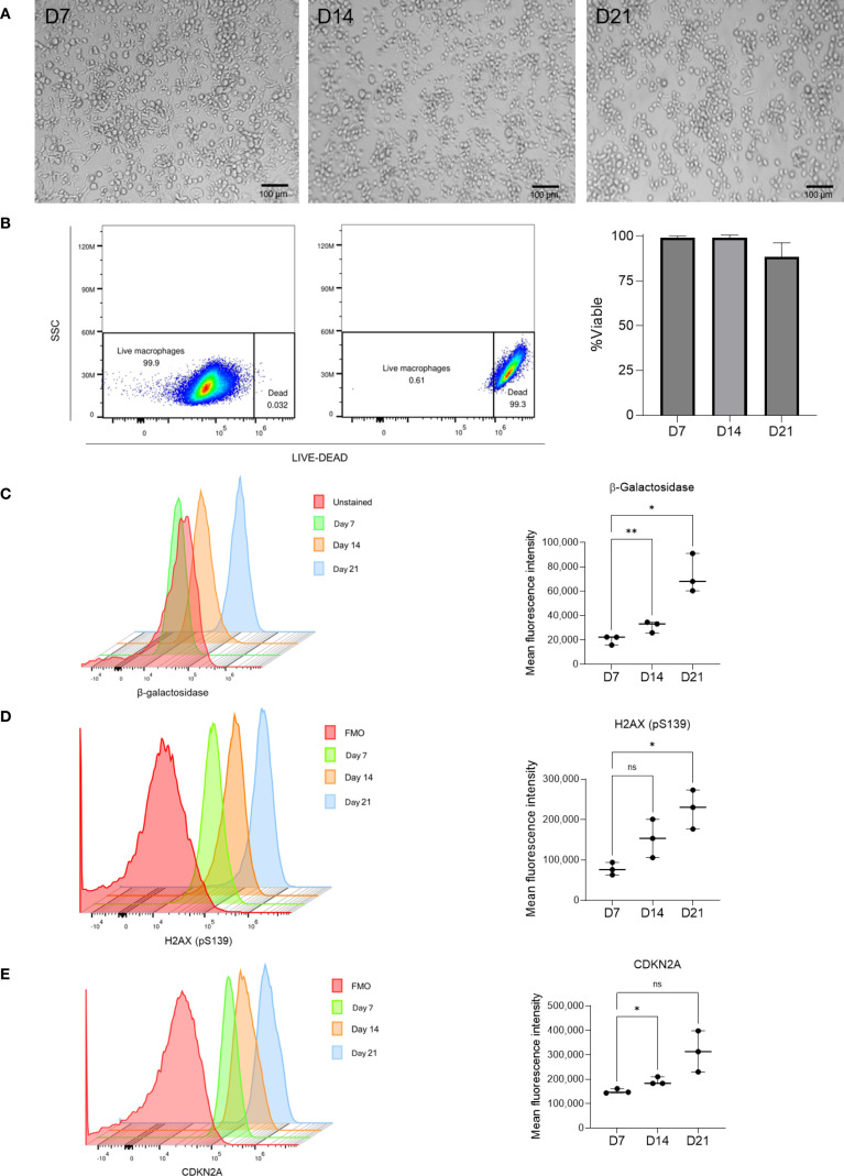 Figure 1