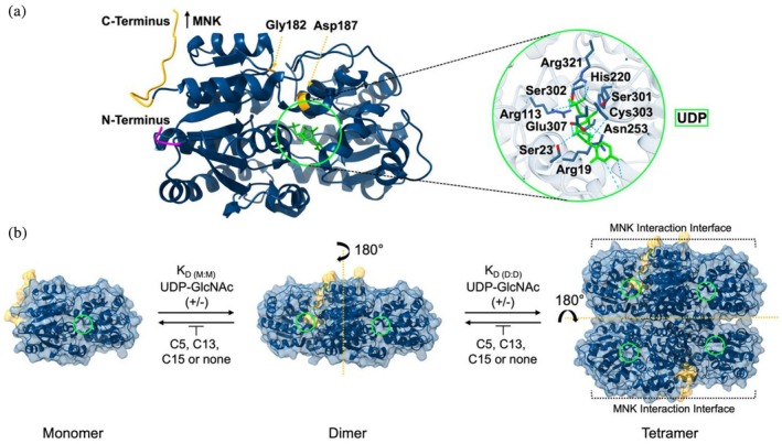 FIGURE 1