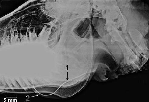 Figure 11